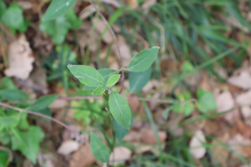 Lonicera periclymenum subsp. periclymenum