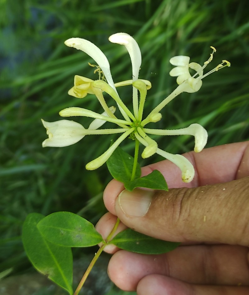 Lonicera periclymenum subsp. periclymenum photo 2
