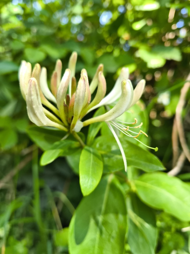 Lonicera periclymenum subsp. periclymenum photo 3