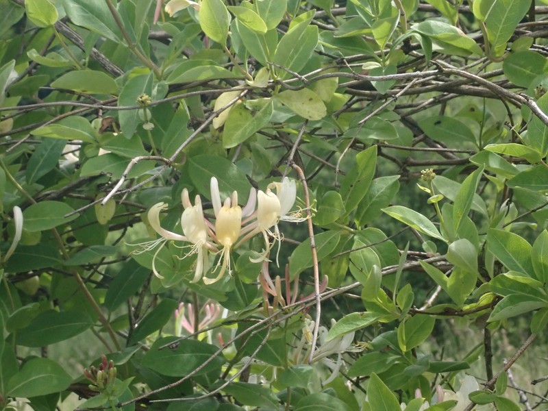 Lonicera periclymenum subsp. periclymenum photo 4
