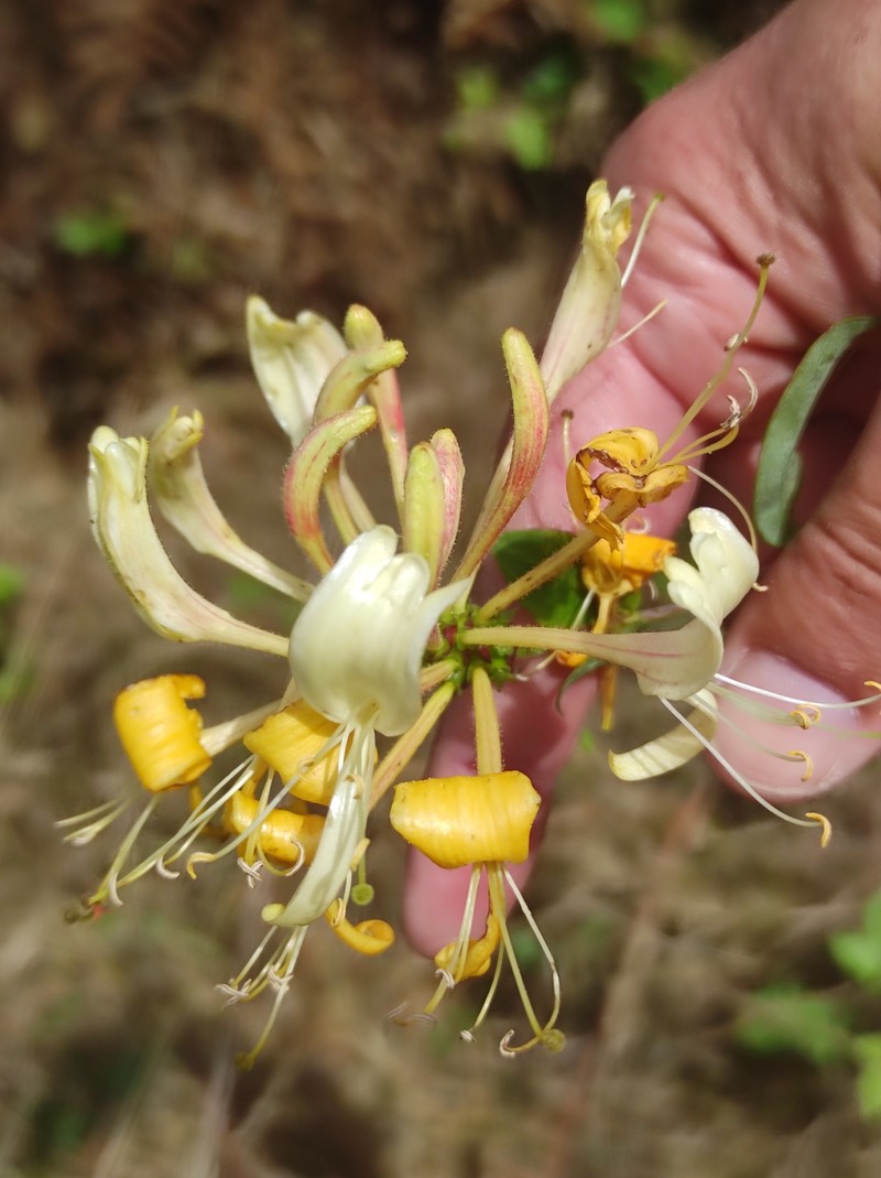 Lonicera periclymenum subsp. periclymenum photo 5
