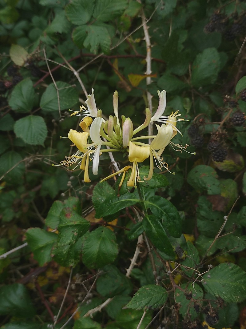 Lonicera periclymenum subsp. periclymenum photo 6