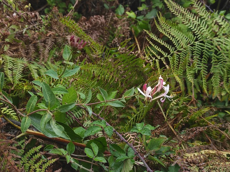 Lonicera periclymenum subsp. periclymenum photo 7
