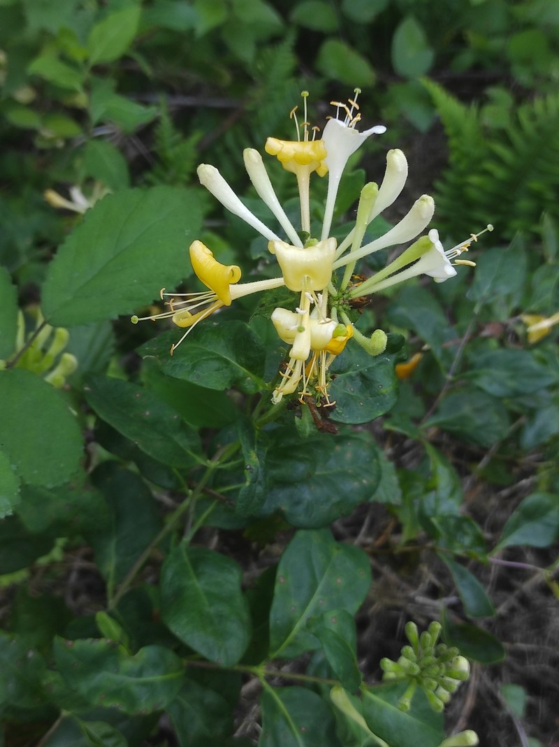 Lonicera periclymenum subsp. periclymenum photo 8