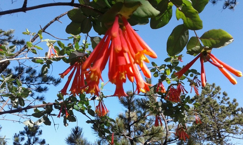 Lonicera pilosa