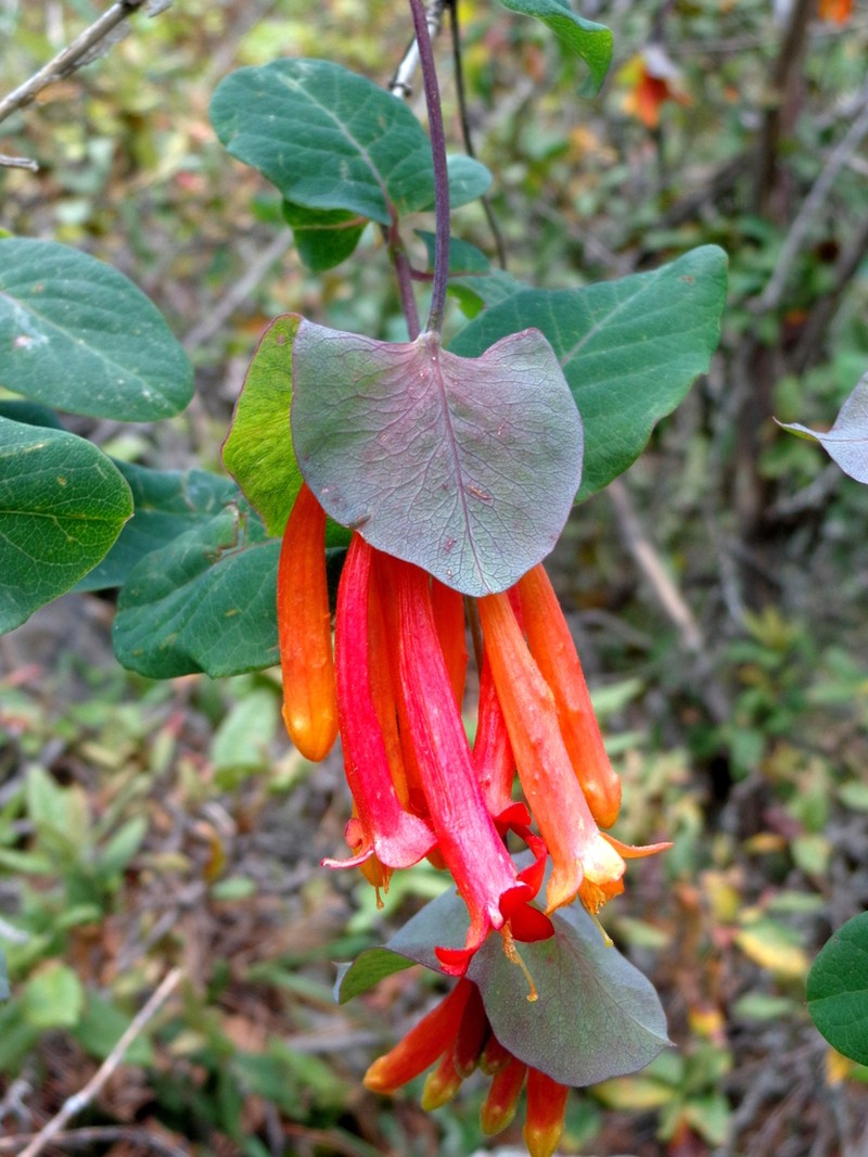 Lonicera pilosa photo 2