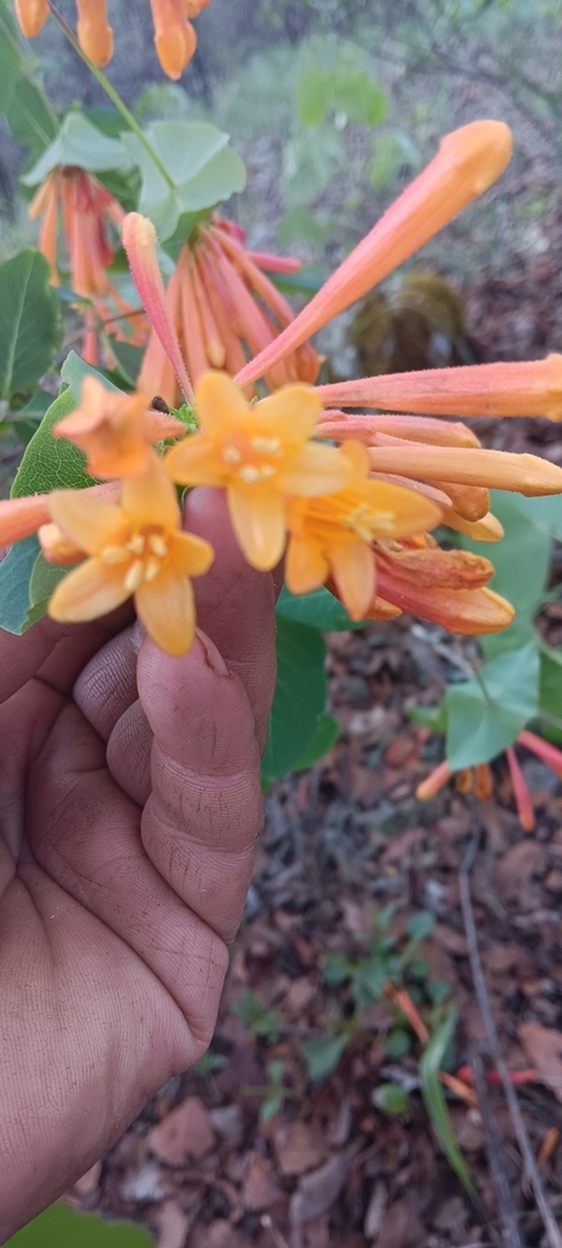 Lonicera pilosa photo 3