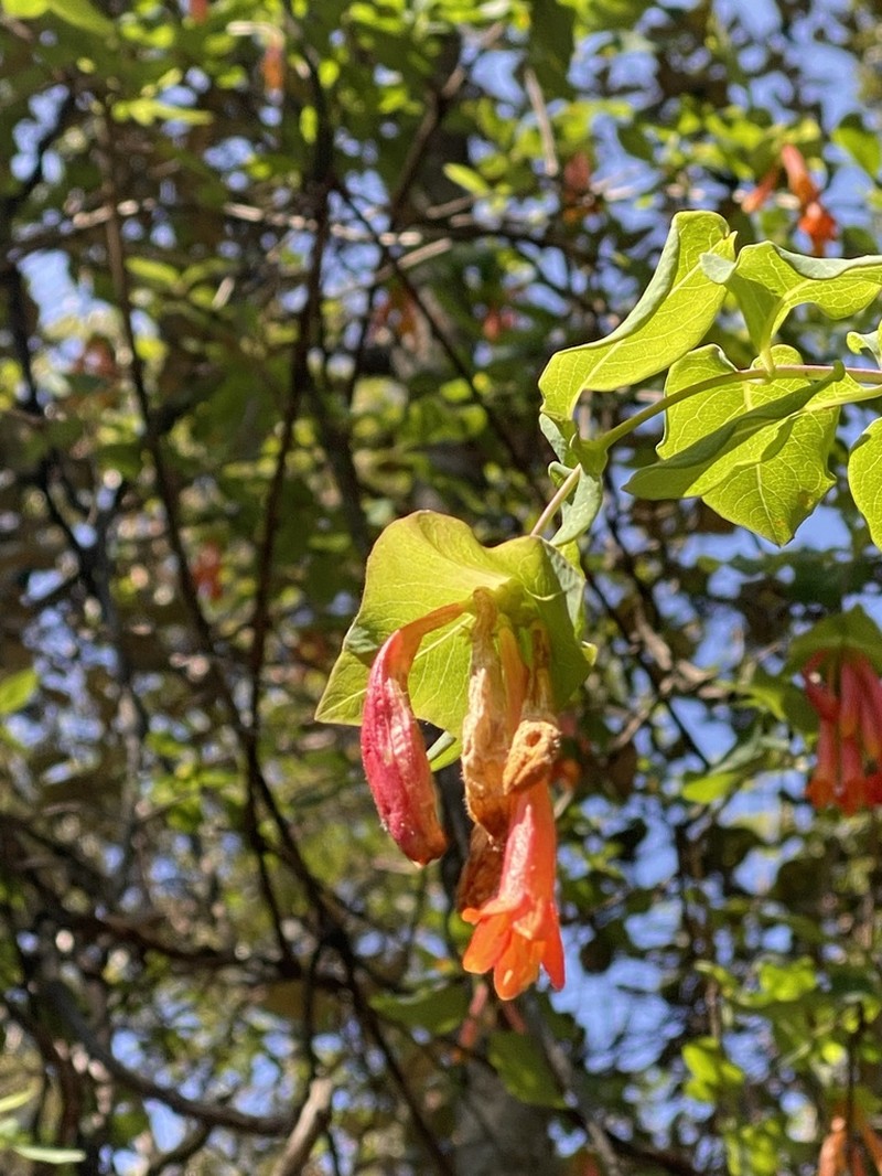 Lonicera pilosa photo 4