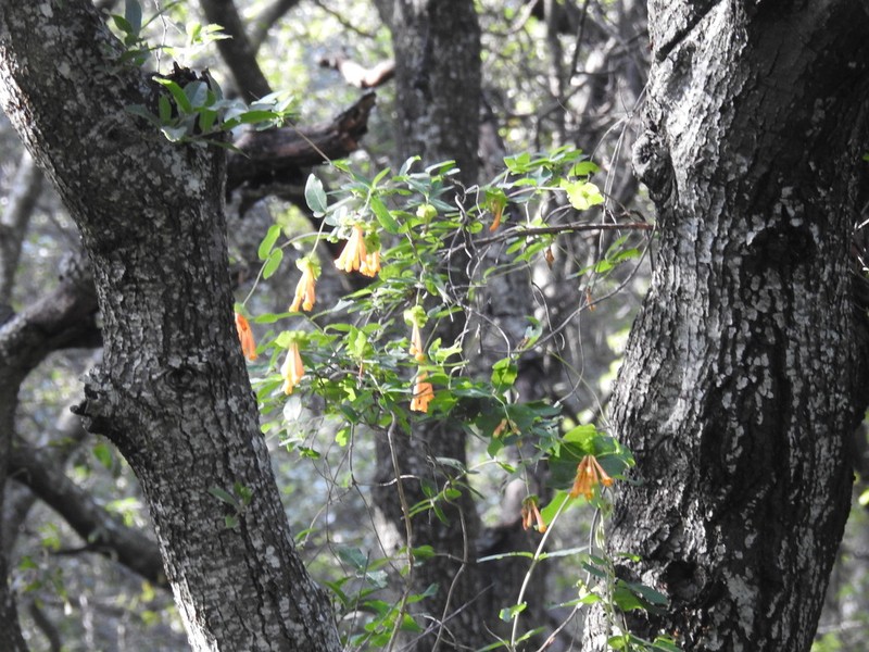 Lonicera pilosa photo 5