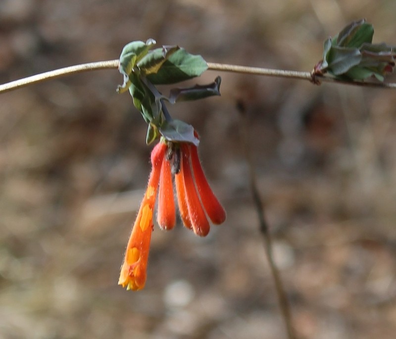 Lonicera pilosa photo 6
