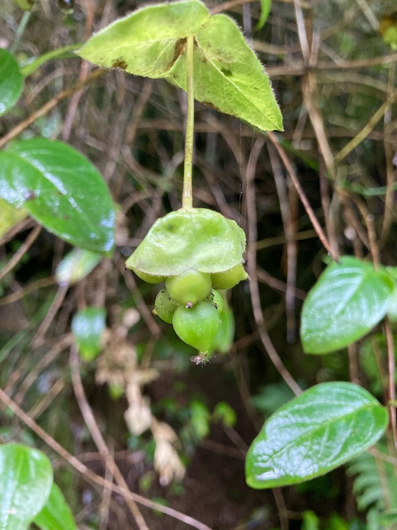 Lonicera pilosa photo 7