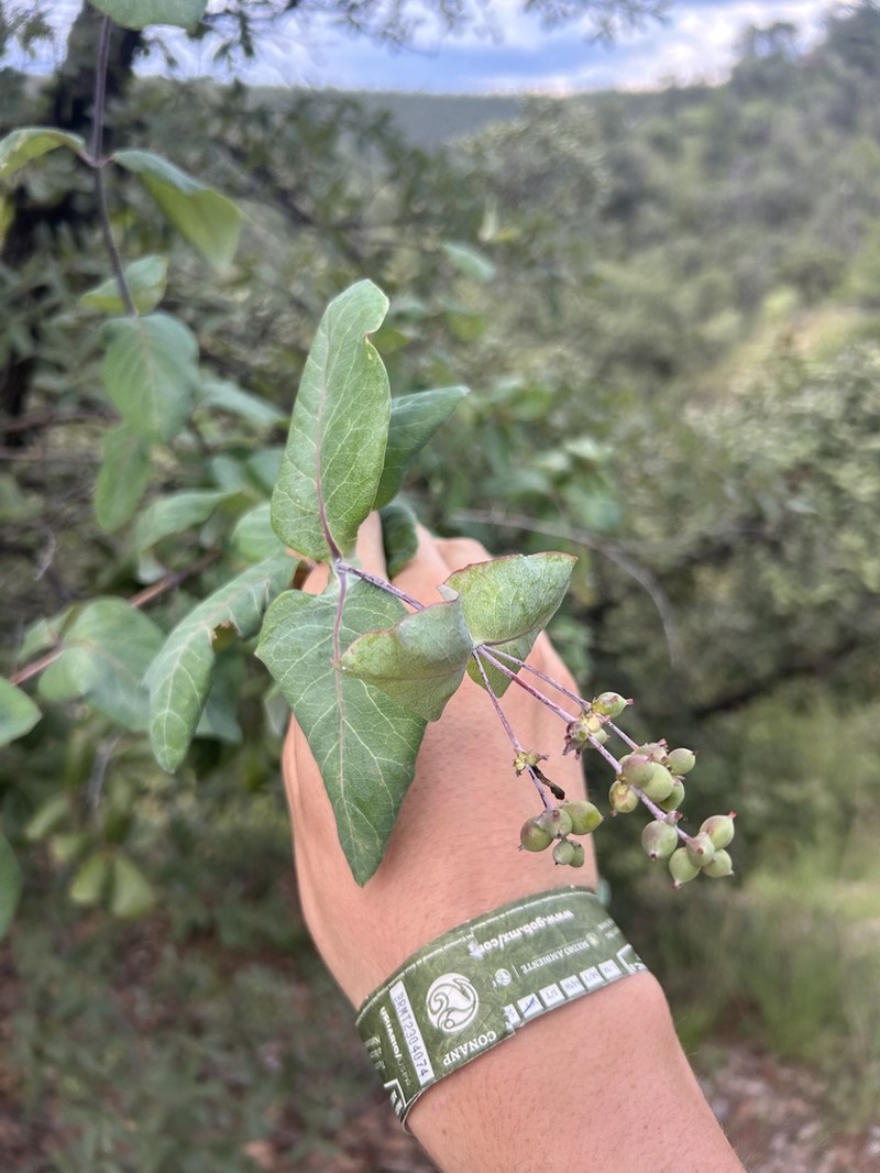Lonicera pilosa photo 8