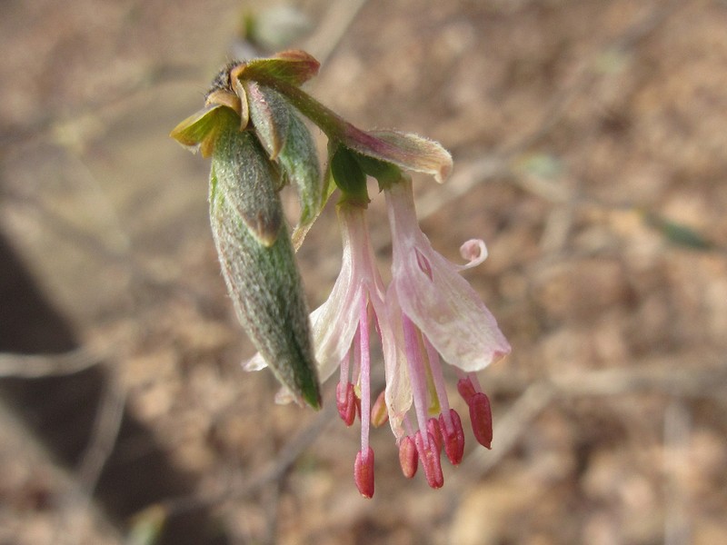 Lonicera praeflorens