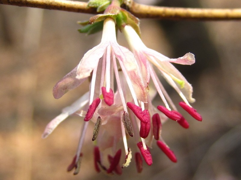 Lonicera praeflorens photo 2
