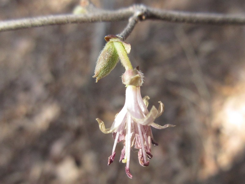 Lonicera praeflorens photo 3