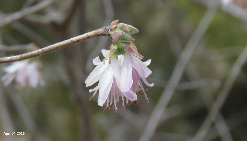 Lonicera praeflorens photo 4
