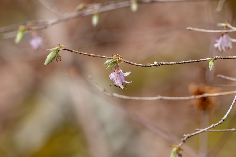 Lonicera praeflorens photo 5
