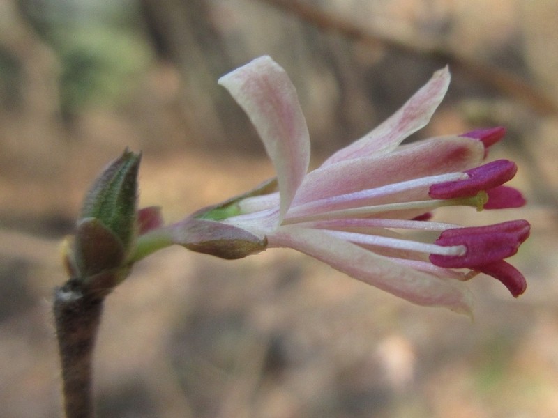 Lonicera praeflorens photo 7