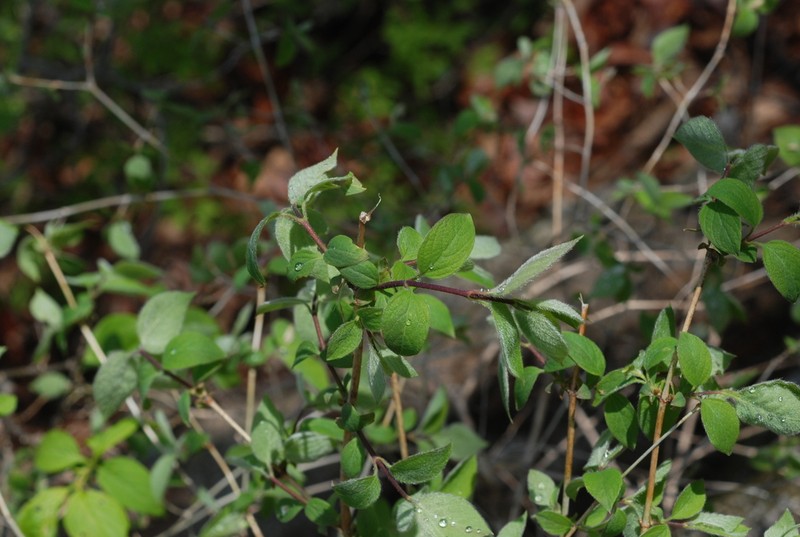Lonicera praeflorens photo 8