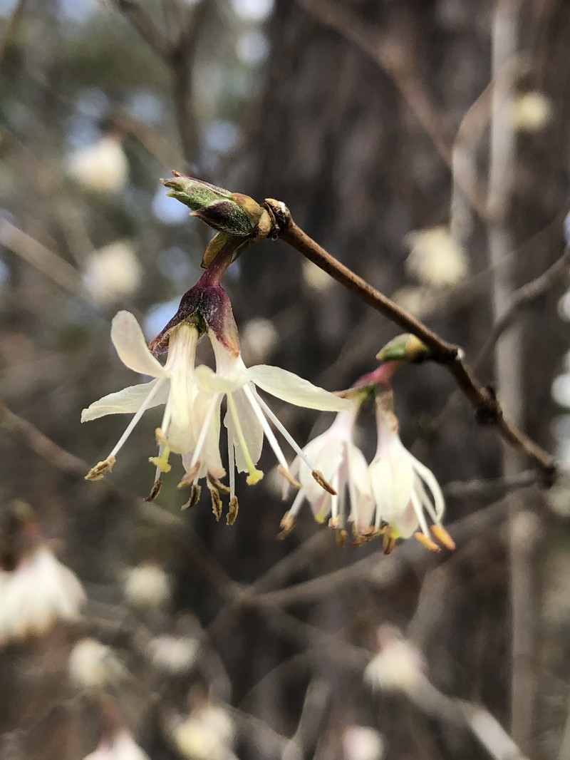 Lonicera praeflorens var. japonica