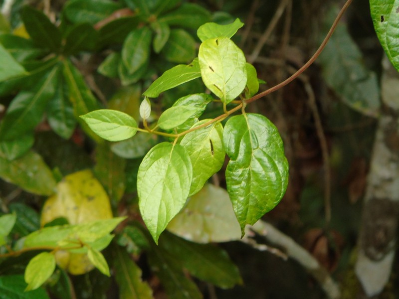 Lonicera pulcherrima photo 2