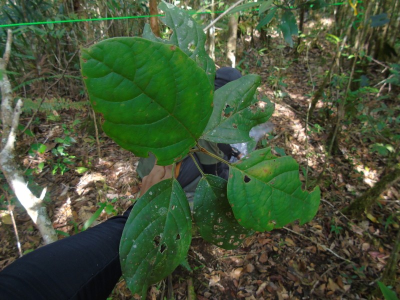 Lonicera pulcherrima photo 3