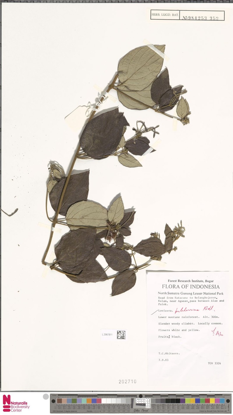Lonicera pulcherrima photo 4