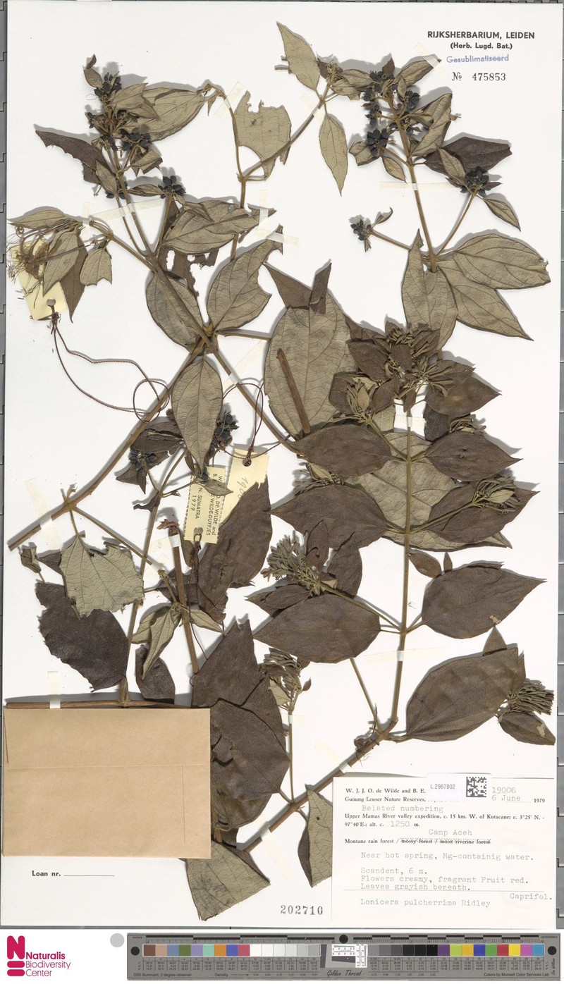 Lonicera pulcherrima photo 5