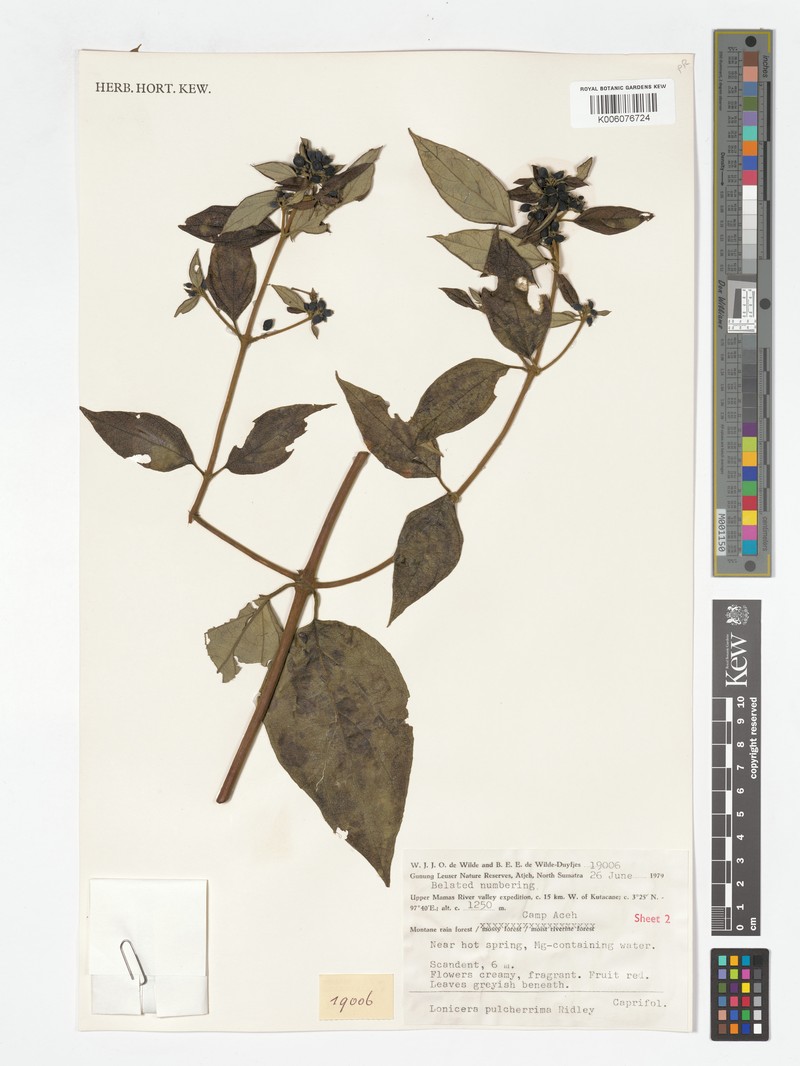 Lonicera pulcherrima photo 6