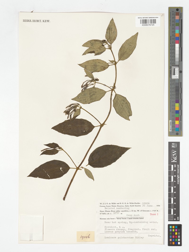 Lonicera pulcherrima photo 7