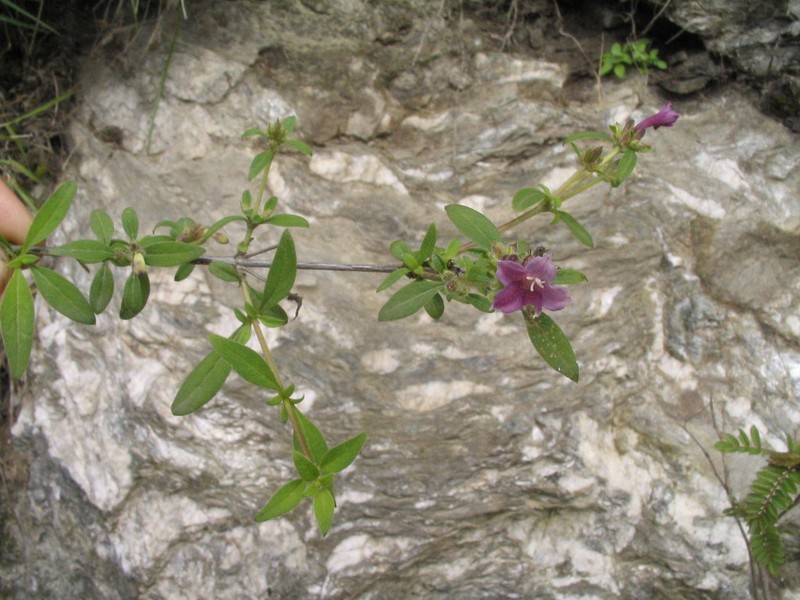Lonicera purpurascens