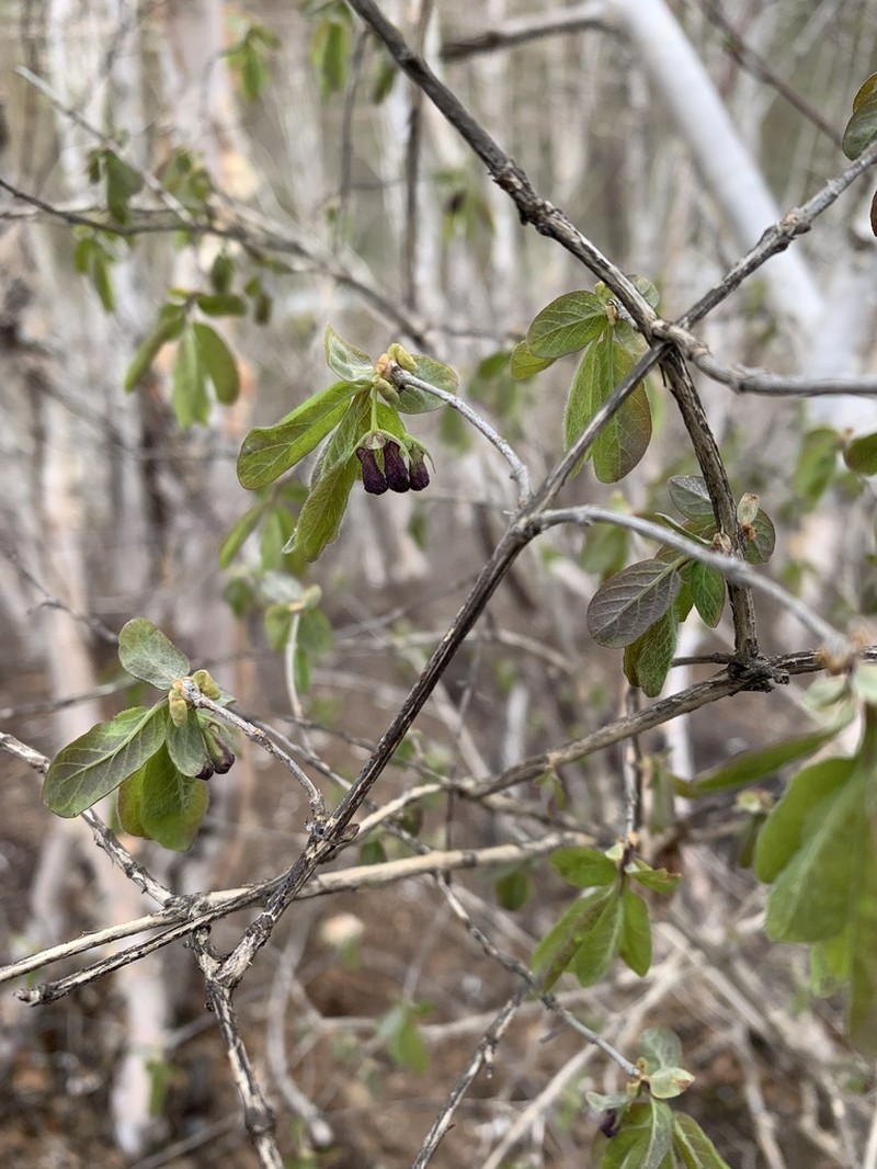 Lonicera purpurascens photo 2