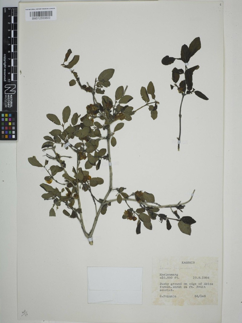 Lonicera purpurascens photo 3