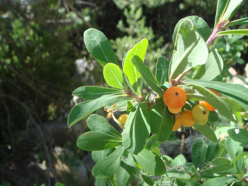 Lonicera pyrenaica