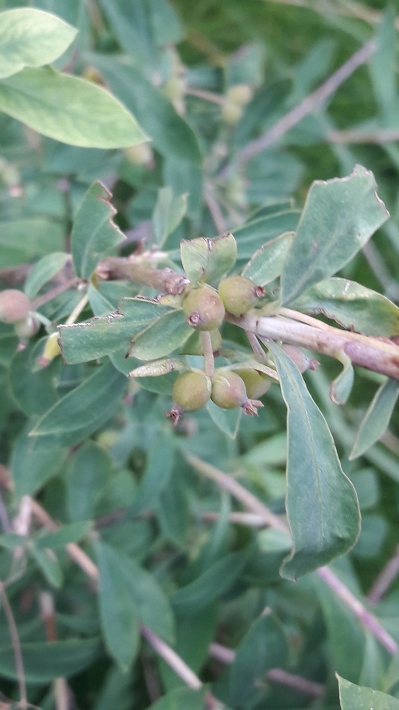 Lonicera pyrenaica photo 2