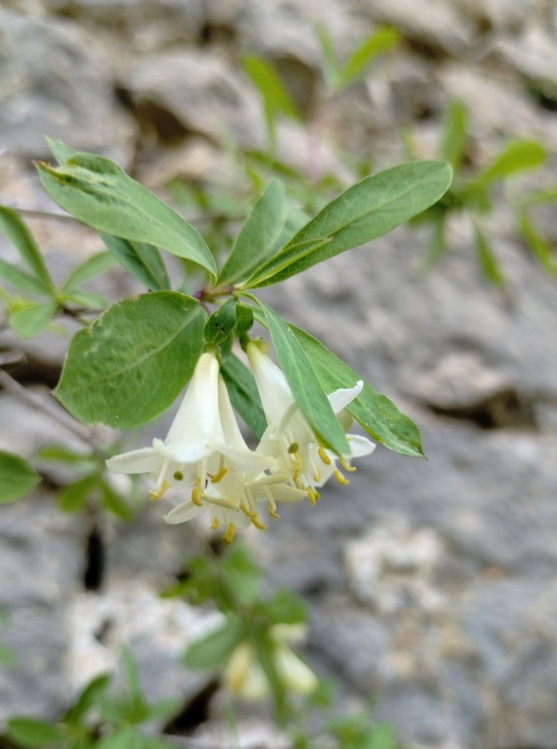 Lonicera pyrenaica photo 3