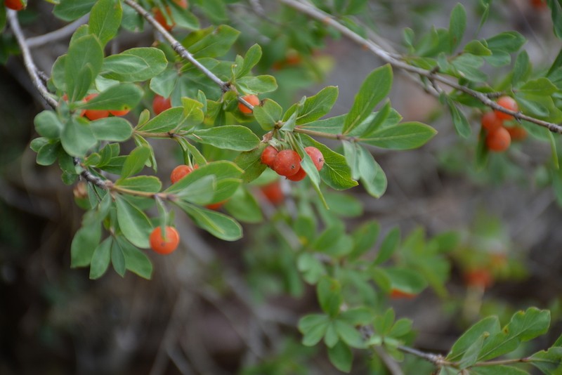 Lonicera pyrenaica photo 4