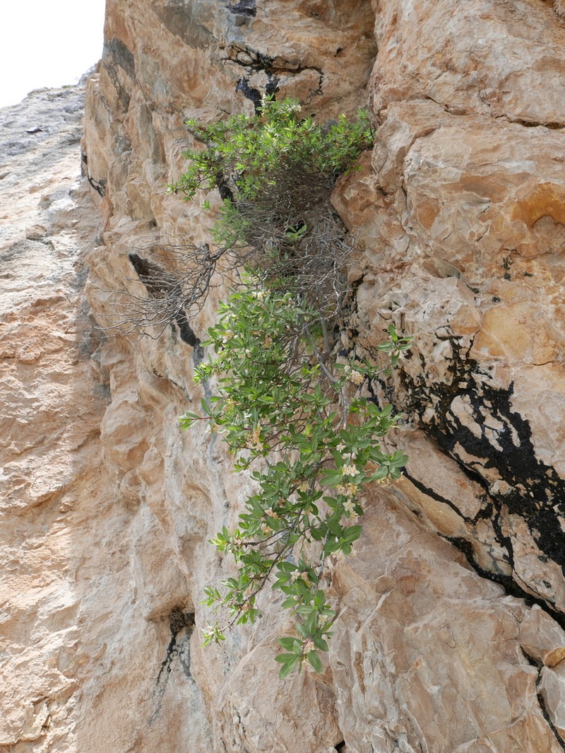 Lonicera pyrenaica photo 5
