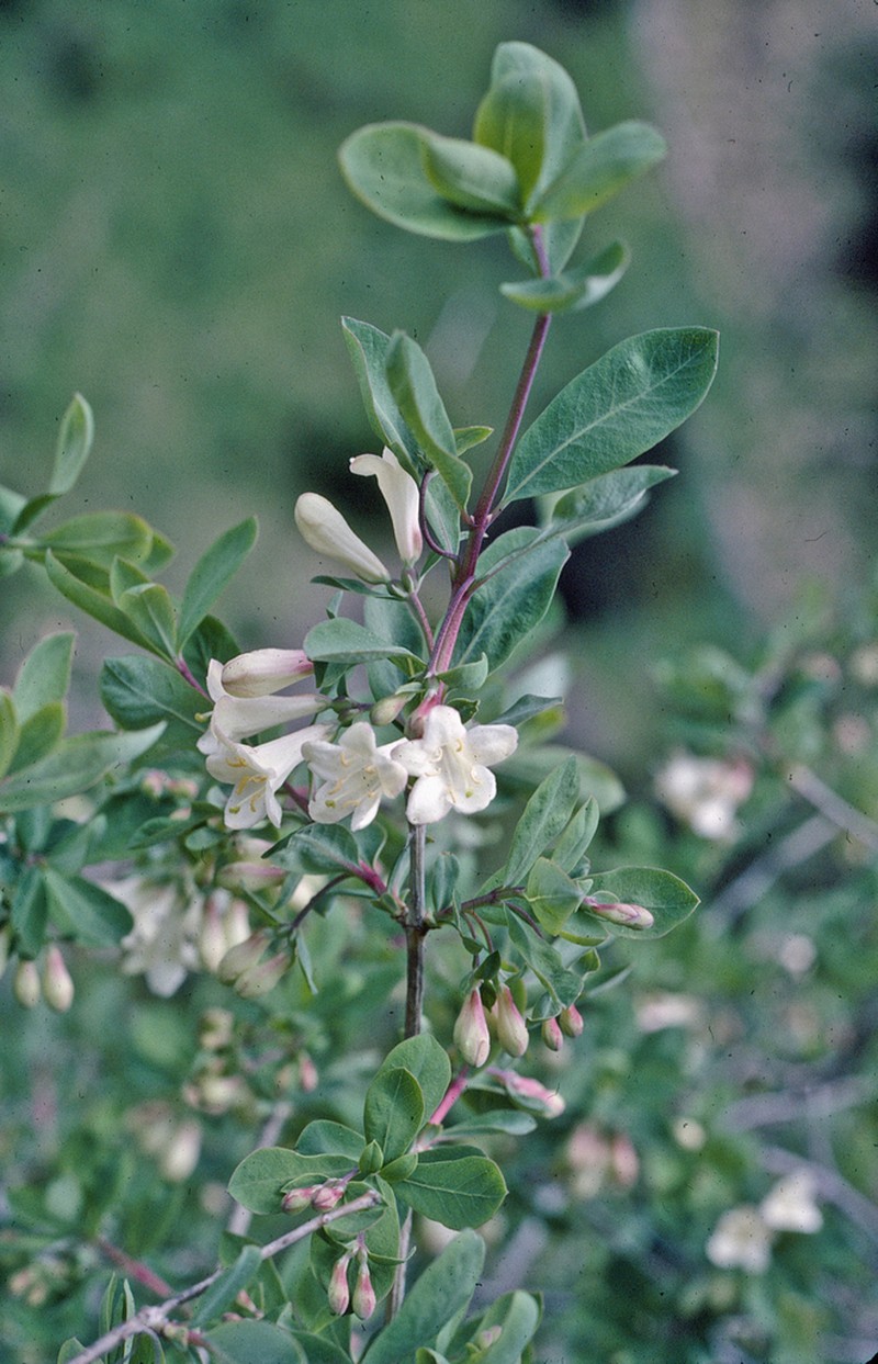 Lonicera pyrenaica photo 6