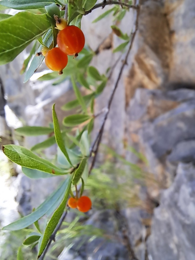 Lonicera pyrenaica photo 7