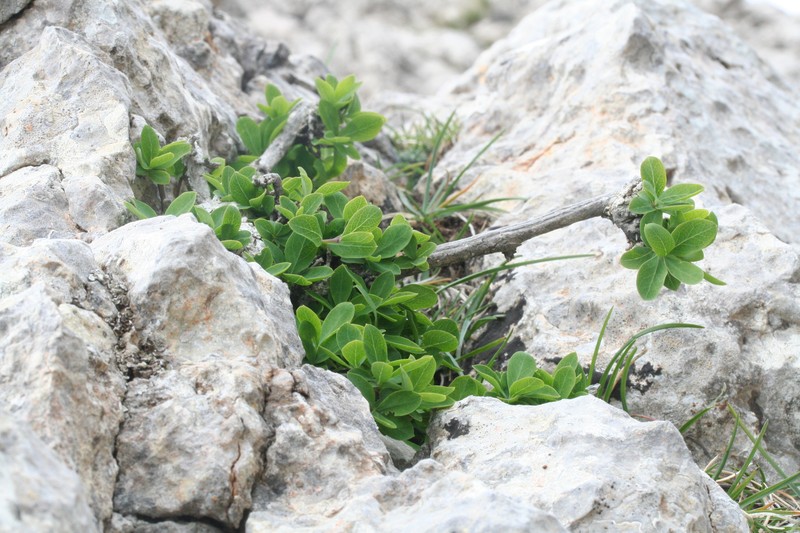 Lonicera pyrenaica subsp. majoricensis