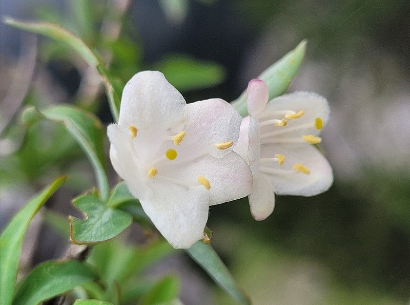 Lonicera pyrenaica subsp. pyrenaica
