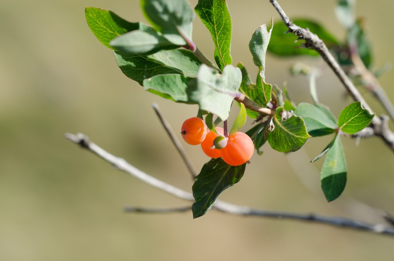 Lonicera pyrenaica subsp. pyrenaica photo 2