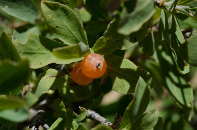 Lonicera pyrenaica subsp. pyrenaica photo 3