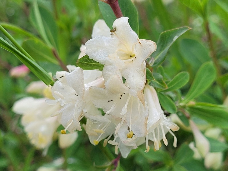 Lonicera pyrenaica subsp. pyrenaica photo 4