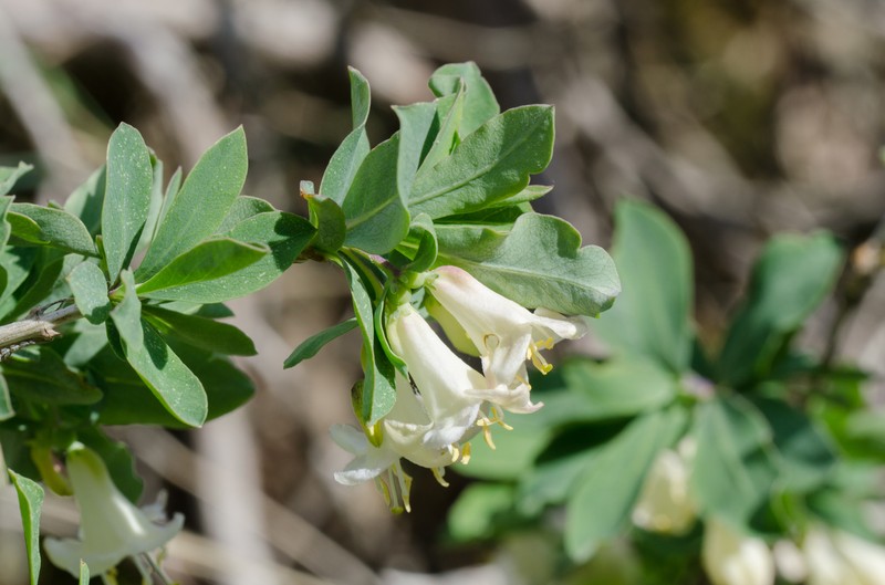 Lonicera pyrenaica subsp. pyrenaica photo 5