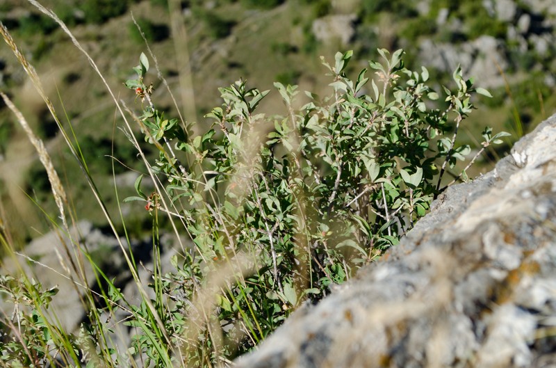 Lonicera pyrenaica subsp. pyrenaica photo 6