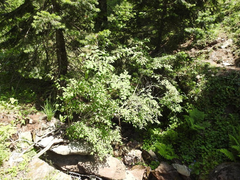 Lonicera quinquelocularis photo 2