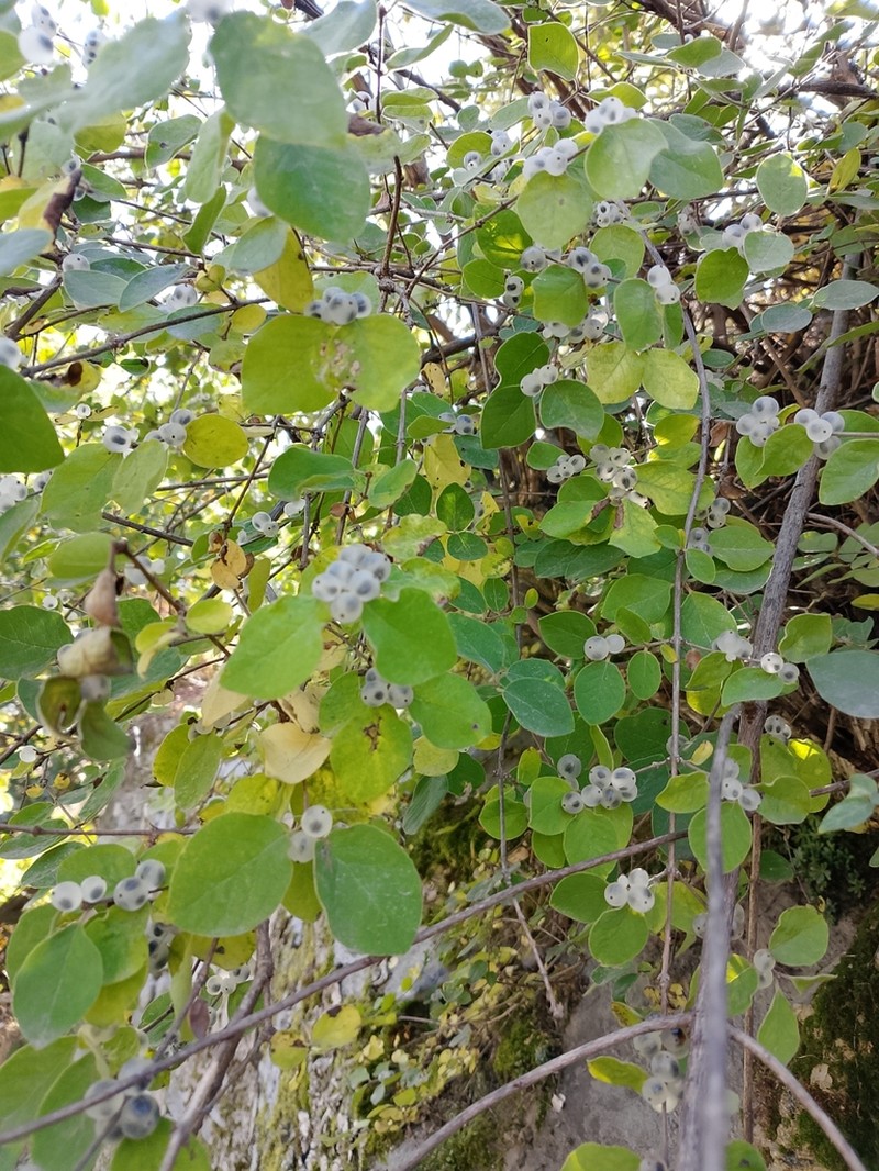 Lonicera quinquelocularis photo 3