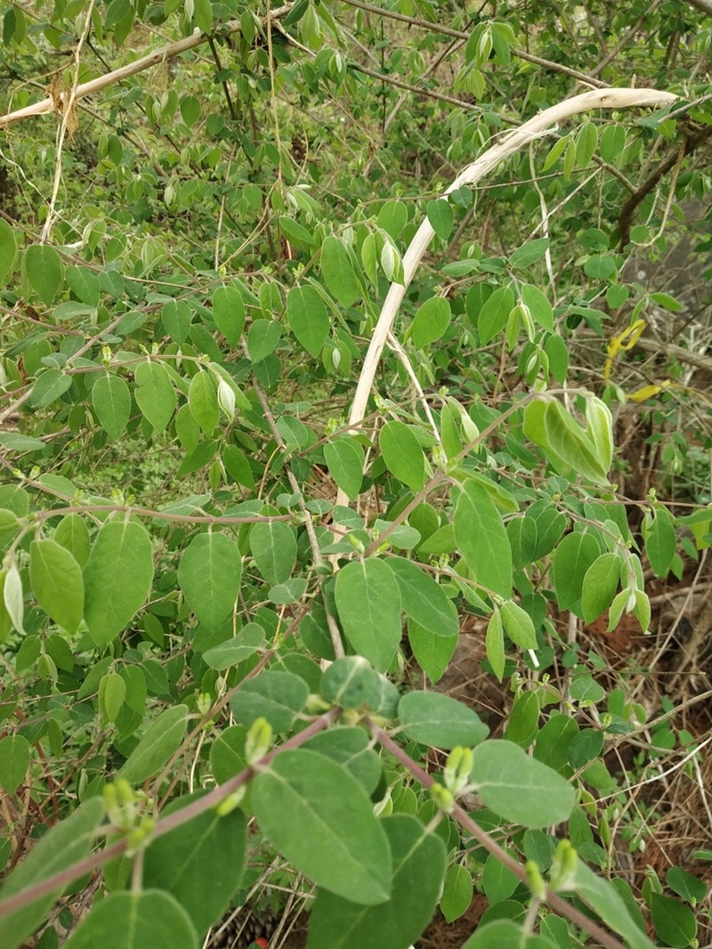 Lonicera quinquelocularis photo 4